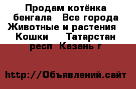 Продам котёнка бенгала - Все города Животные и растения » Кошки   . Татарстан респ.,Казань г.